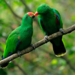Whats Unique About Uganda's Birdlife?