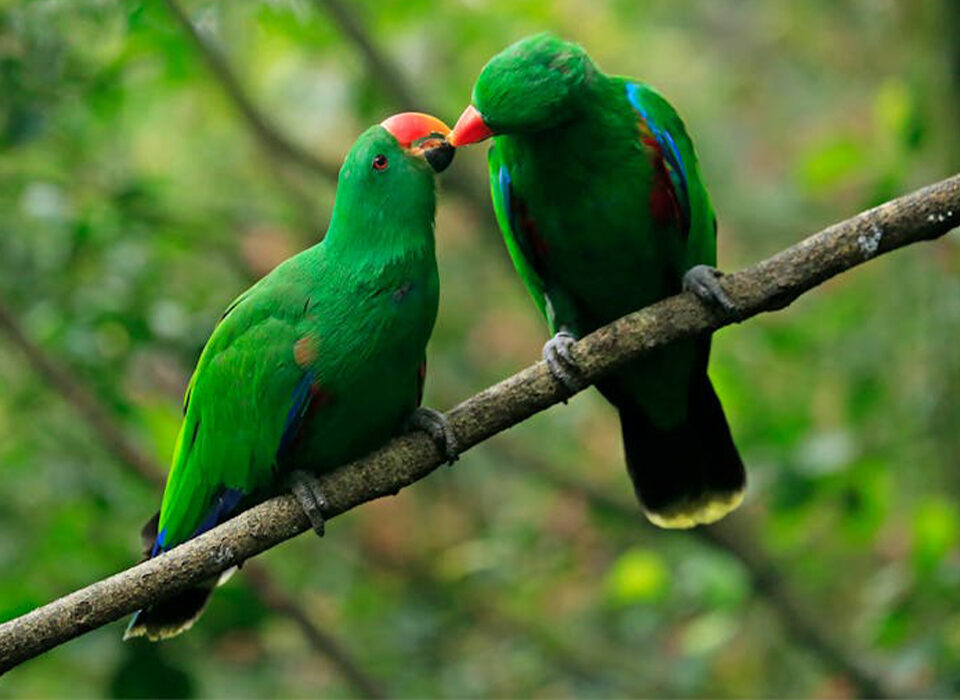 Whats Unique About Uganda's Birdlife?