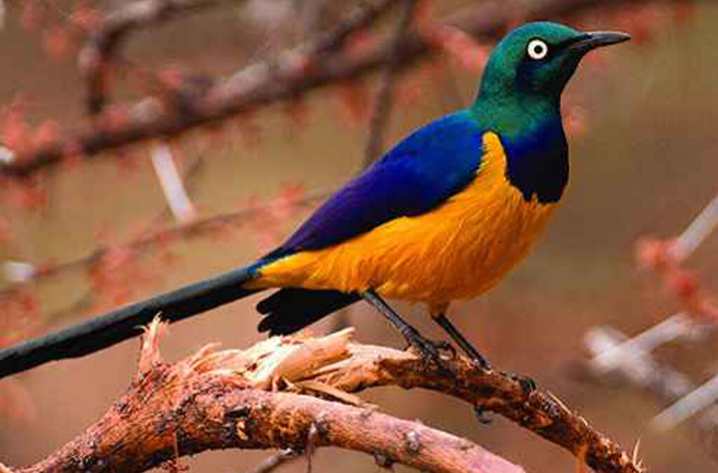 Top Birding Sites in Rwanda