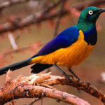 Top Birding Sites in Rwanda
