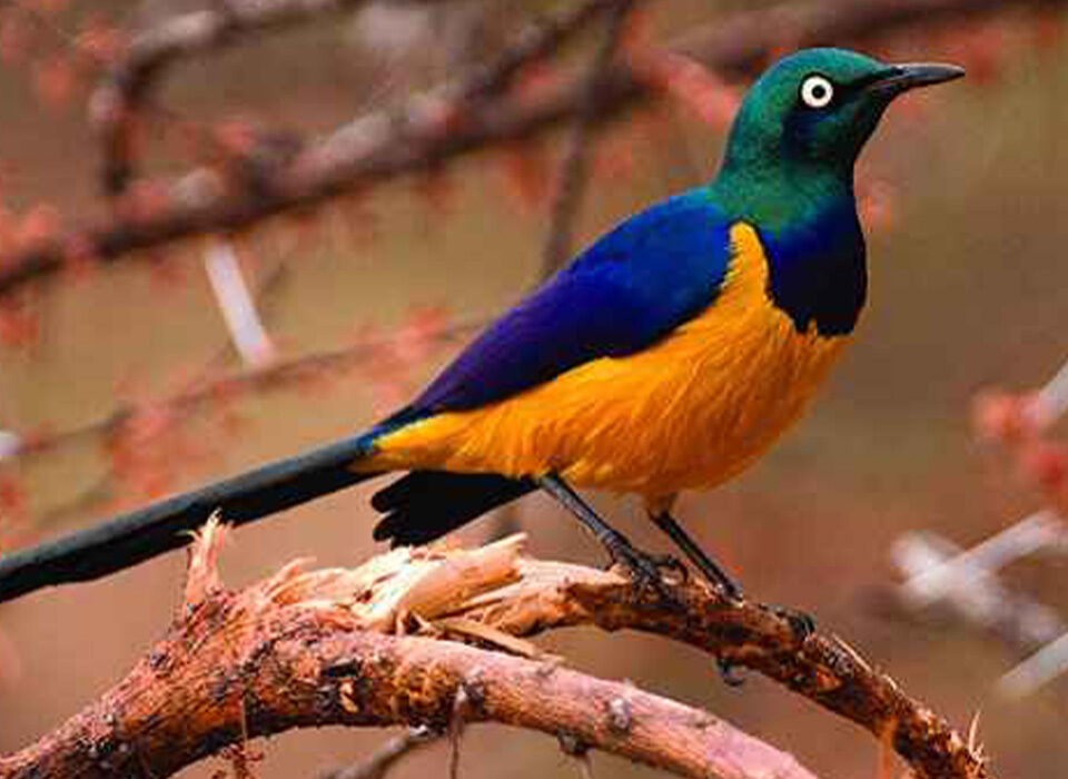 Top Birding Sites in Rwanda