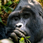 How to Book Rwanda Gorilla Trekking?