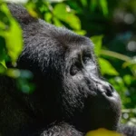 Can I Do Gorilla Trekking Twice in Uganda?