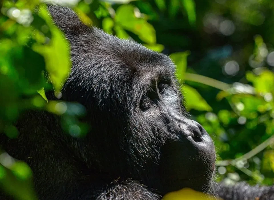 Can I Do Gorilla Trekking Twice in Uganda?