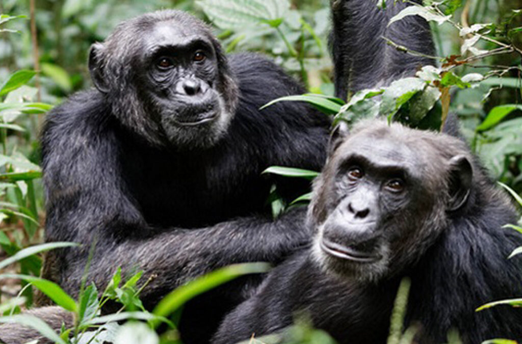 Comparing Gorilla and Chimpanzee Trekking in Uganda