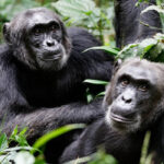 Comparing Gorilla and Chimpanzee Trekking in Uganda