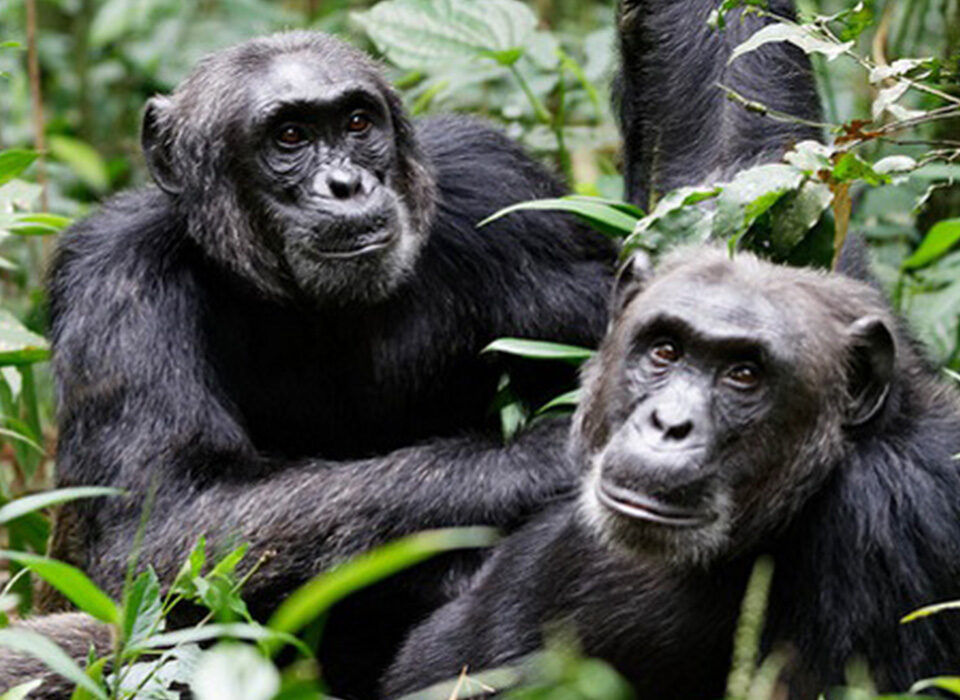 Comparing Gorilla and Chimpanzee Trekking in Uganda