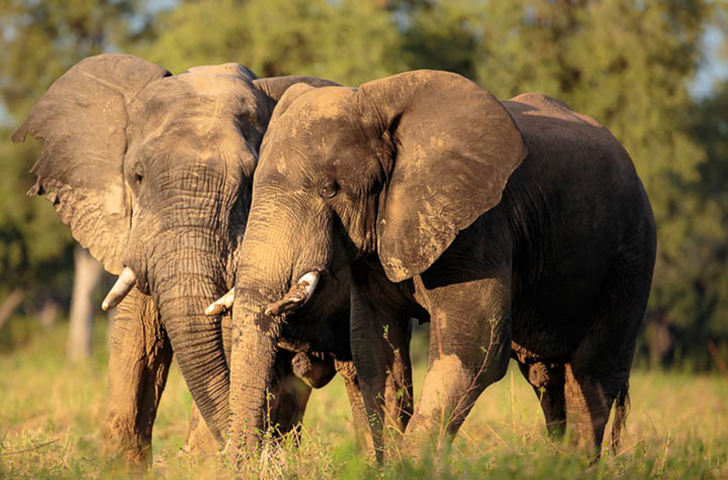 How to Photograph Elephants on Safari