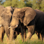 How to Photograph Elephants on Safari