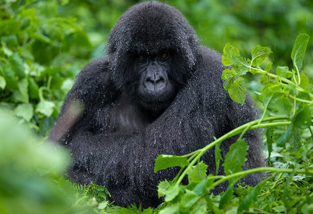 5-Day Queen Elizabeth National Park and Bwindi