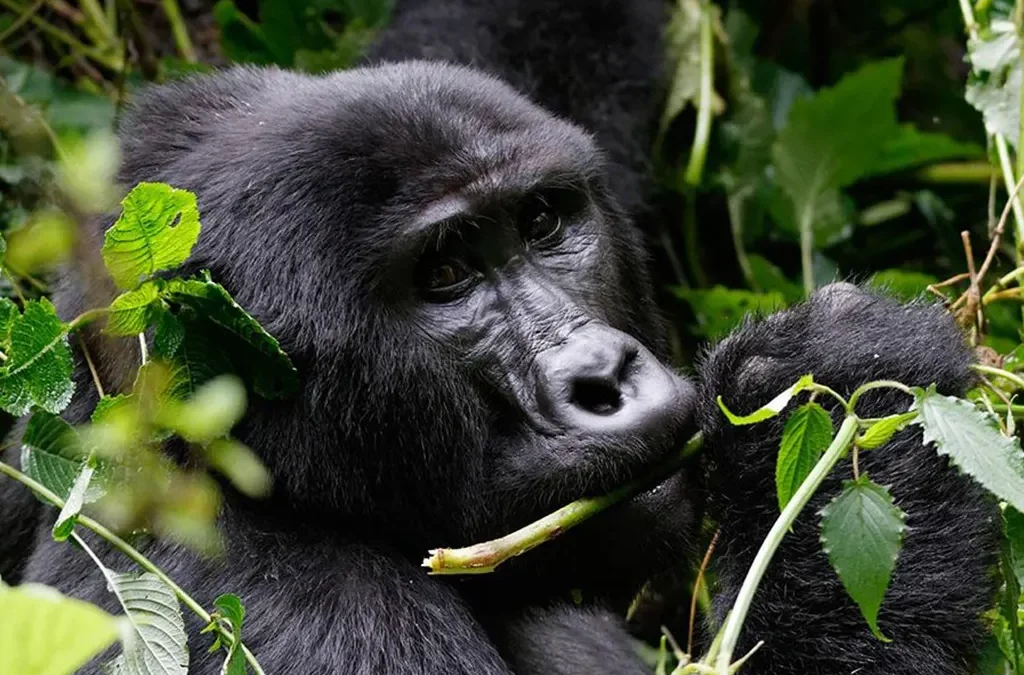 Frequently Asked Questions About Gorilla Trekking