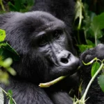 Frequently Asked Questions About Gorilla Trekking