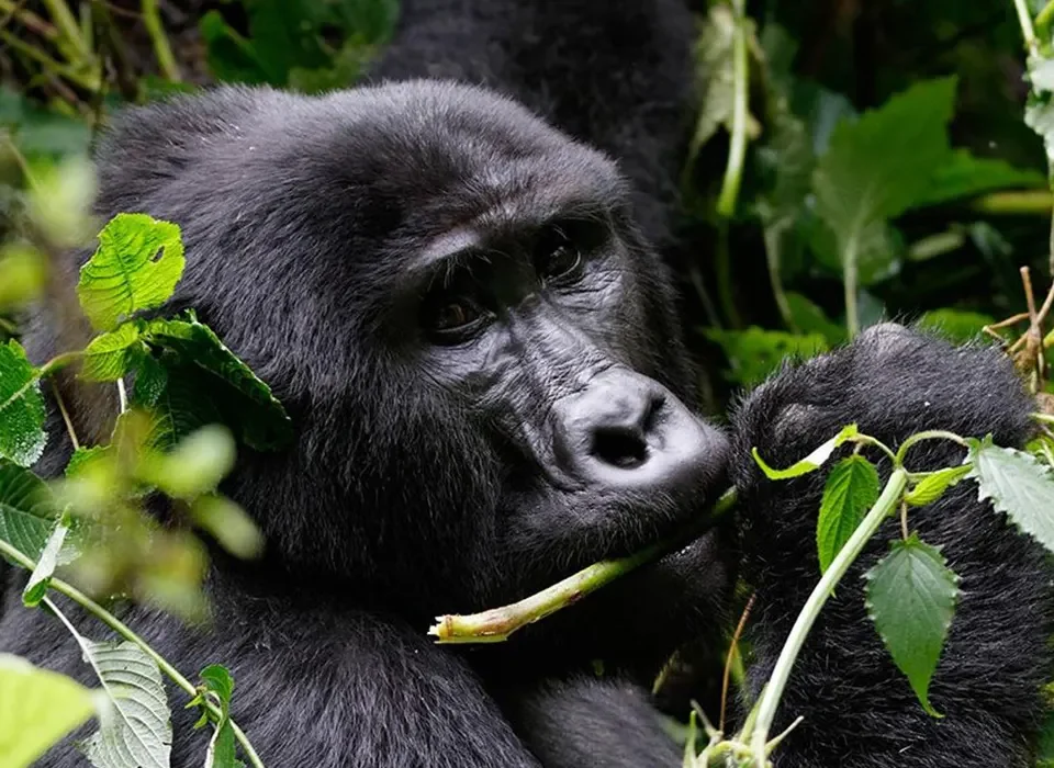 Frequently Asked Questions About Gorilla Trekking