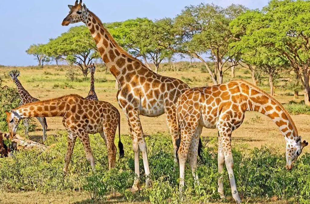 Why Is Kidepo Valley National Park Unique?