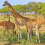 Why Is Kidepo Valley National Park Unique?