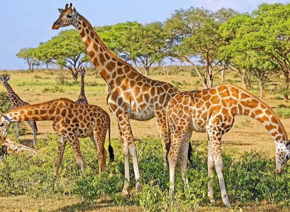 Why Is Kidepo Valley National Park Unique?