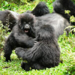 Why is Uganda Cheaper than Rwanda?