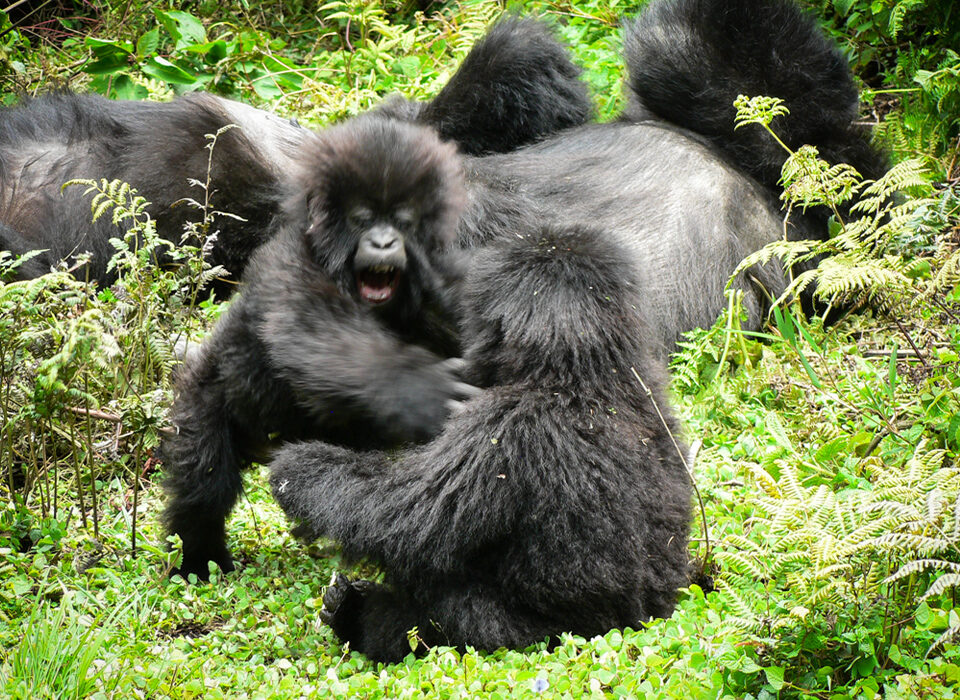 Why is Uganda Cheaper than Rwanda?