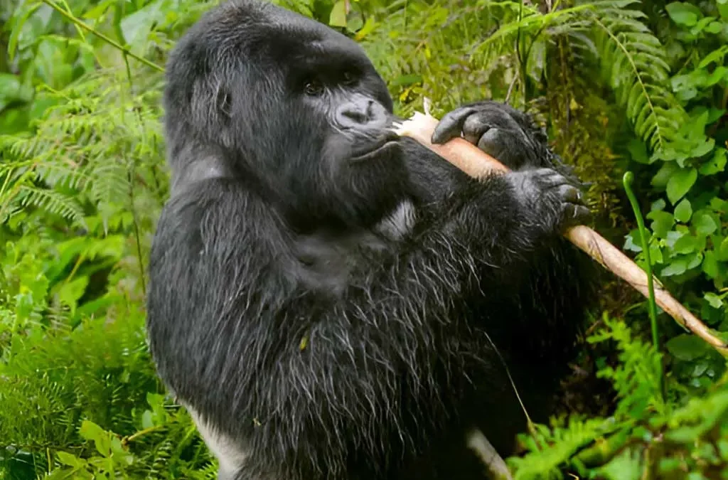 How Long Does Gorilla Trekking Take in Uganda and Rwanda?