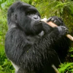 How Long Does Gorilla Trekking Take in Uganda and Rwanda?