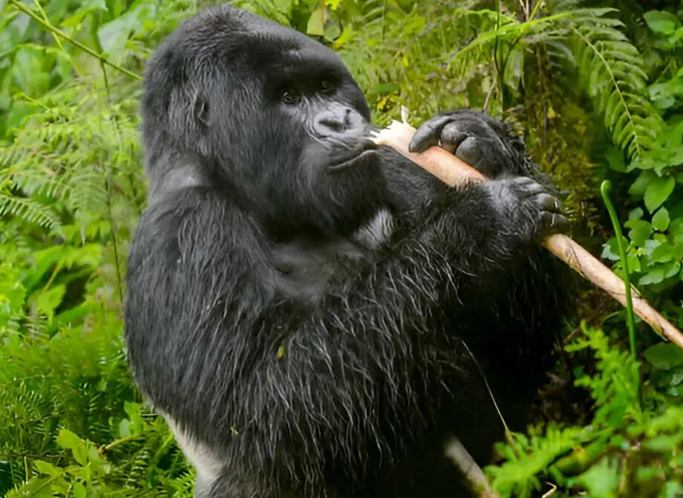 How Long Does Gorilla Trekking Take in Uganda and Rwanda?