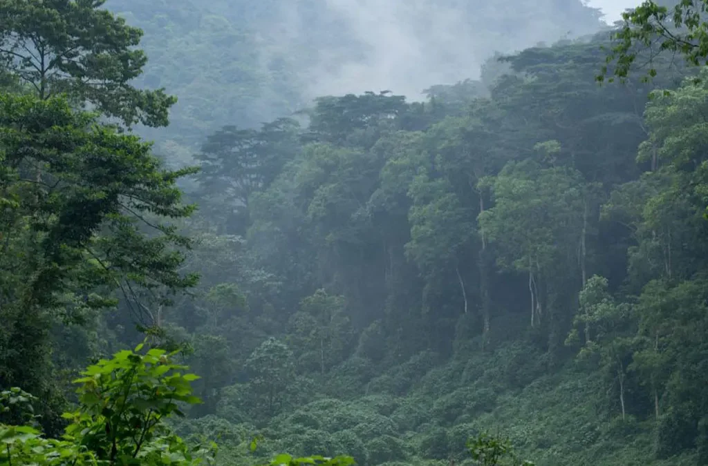 Gorilla Safari in Uganda During the Rainy Season