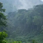 Gorilla Safari in Uganda During the Rainy Season