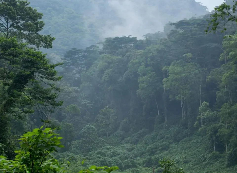 Gorilla Safari in Uganda During the Rainy Season