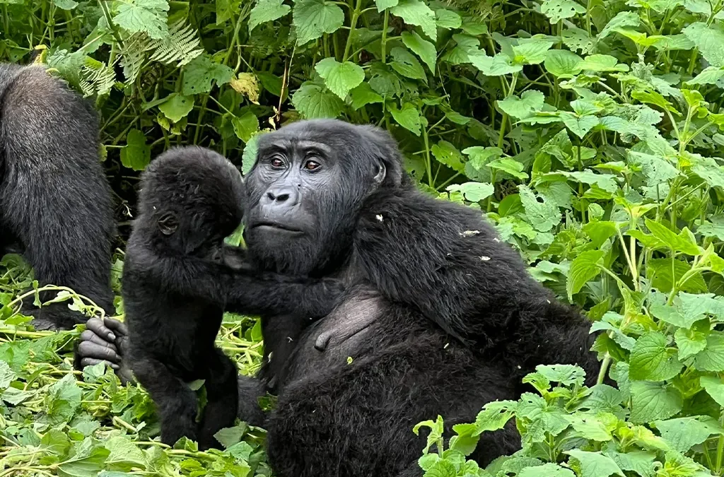What to Do If You Encounter a Gorilla on a Trek in Uganda