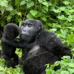 What to Do If You Encounter a Gorilla on a Trek in Uganda
