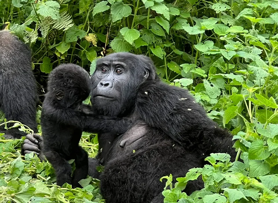 What to Do If You Encounter a Gorilla on a Trek in Uganda