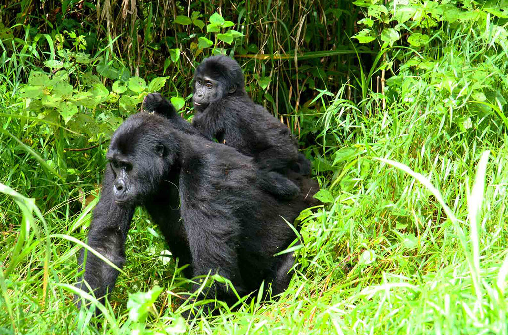Rwanda Gorilla Trekking Tips: Your Complete Safari Planning Guide