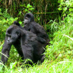 Rwanda Gorilla Trekking Tips: Your Complete Safari Planning Guide