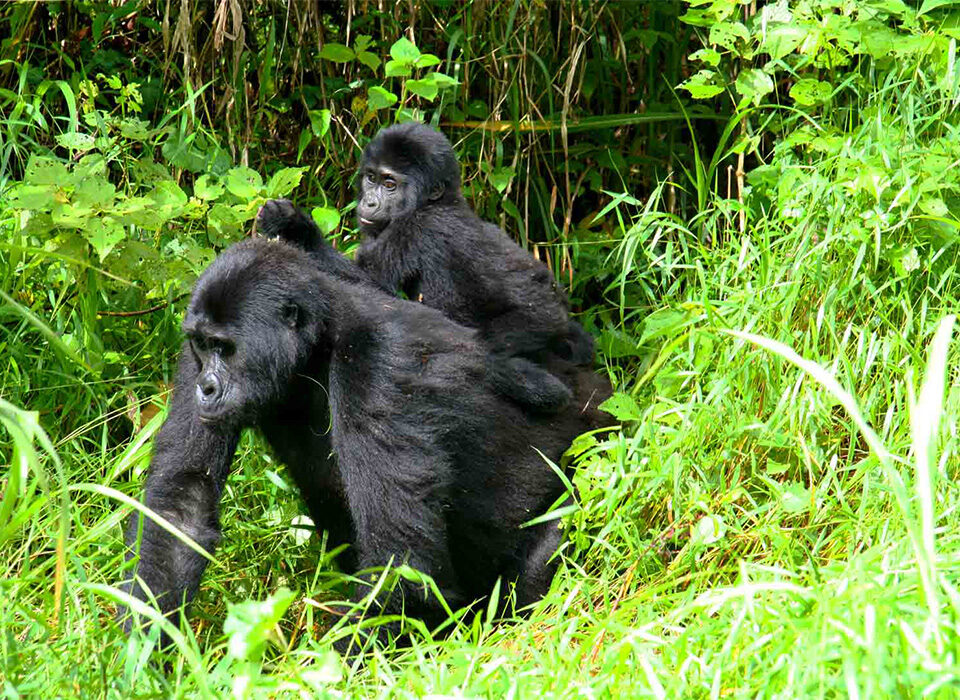 Rwanda Gorilla Trekking Tips: Your Complete Safari Planning Guide