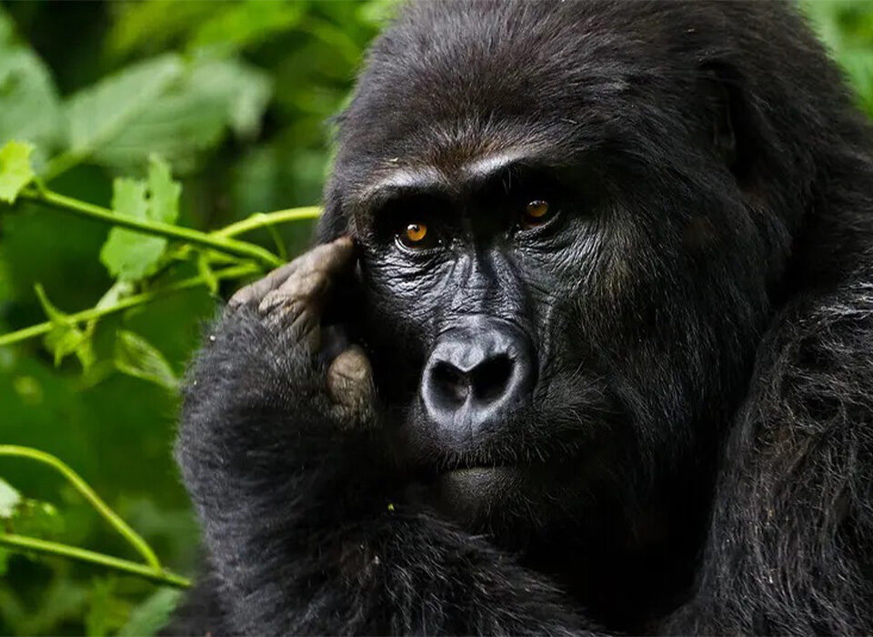 How Do Gorillas Communicate? Understanding Their Language, Sounds and Social Signals