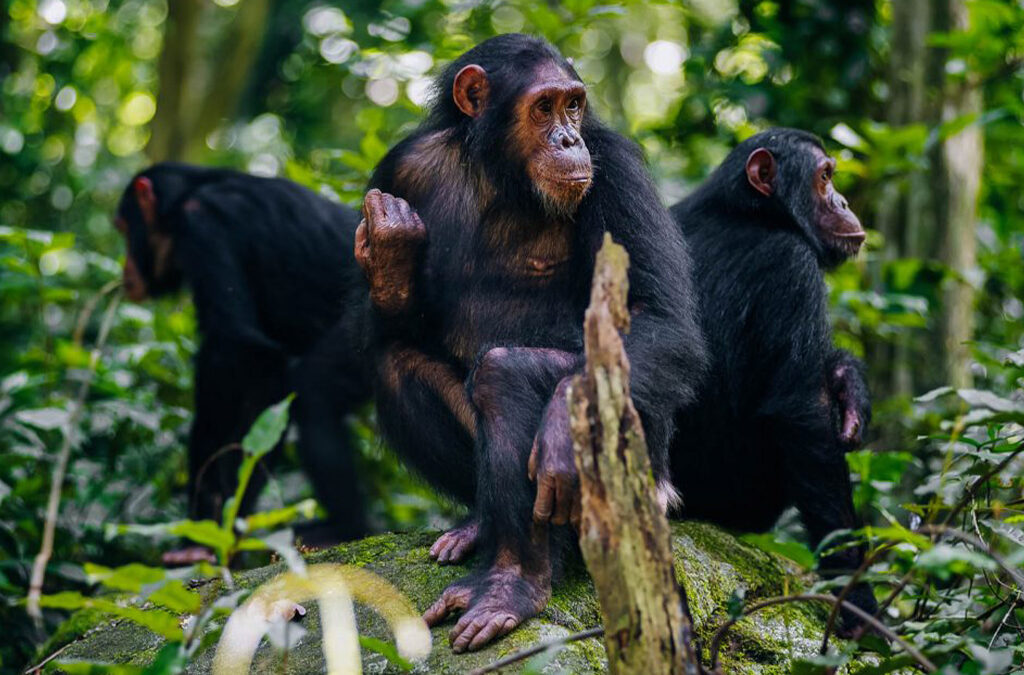 Chimpanzee Trekking and Other Activities in Mahale National Park