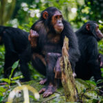 Chimpanzee Trekking and Other Activities in Mahale National Park