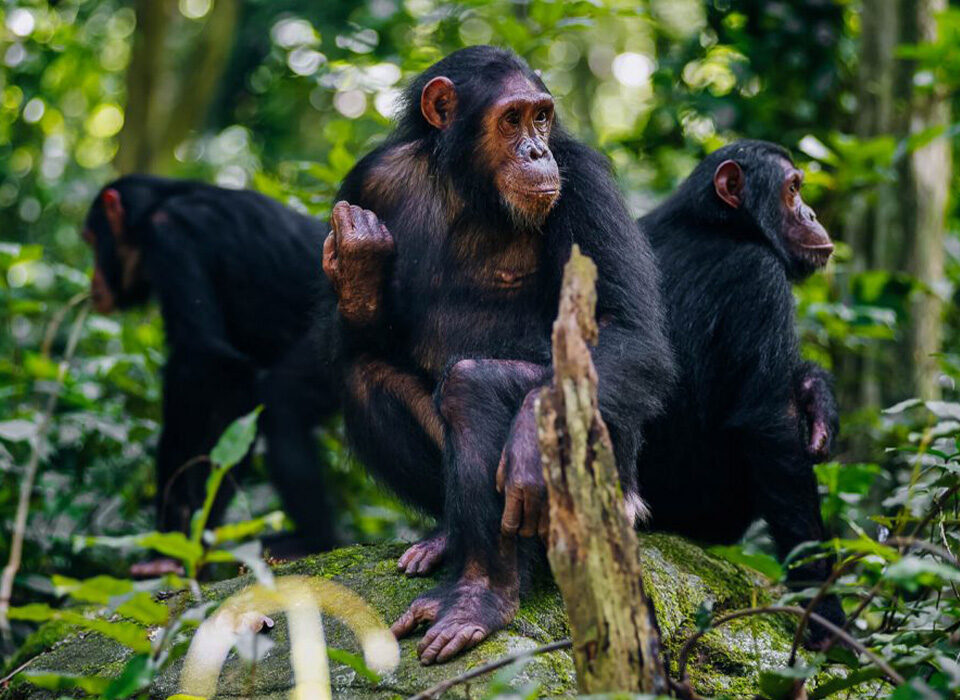 Chimpanzee Trekking and Other Activities in Mahale National Park