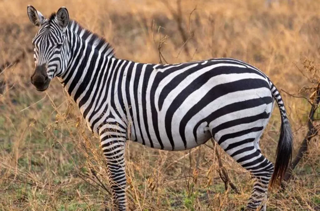 What are the major attractions in Rwanda?