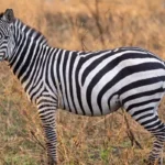 What are the major attractions in Rwanda?