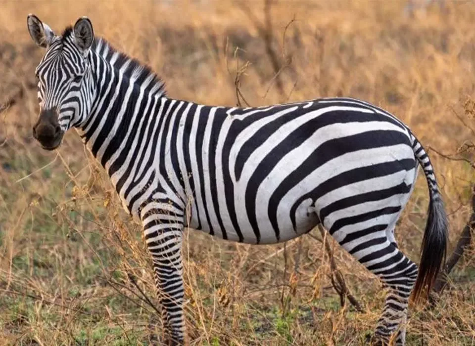 What are the major attractions in Rwanda?