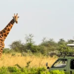 Murchison Falls National Park Game Drive