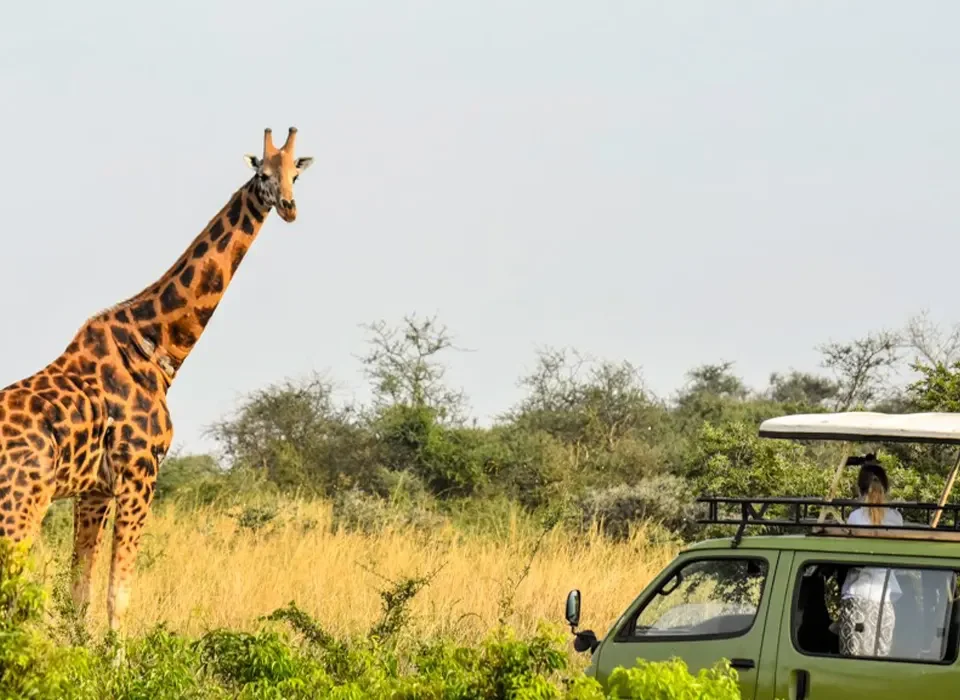 Murchison Falls National Park Game Drive