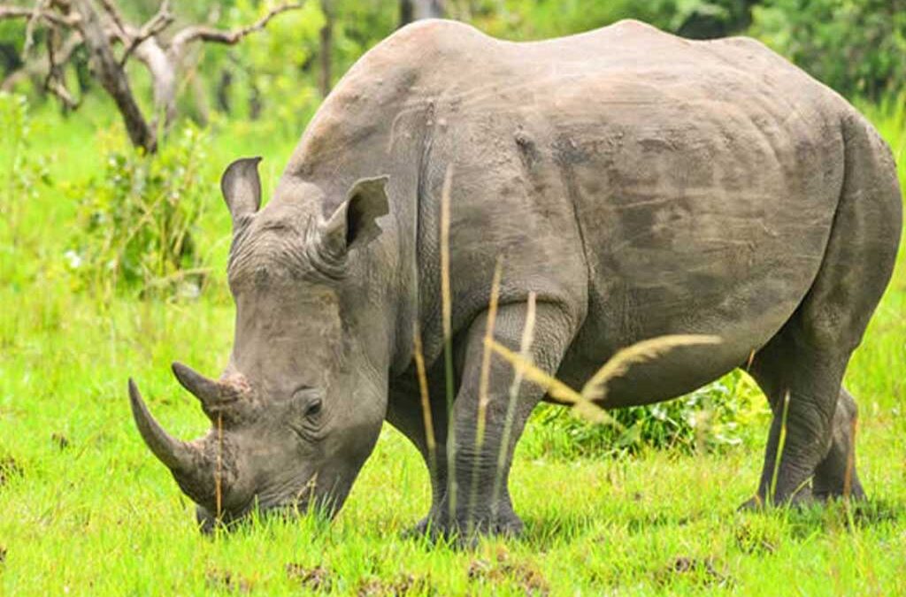 Rhinos in Akagera National Park