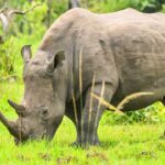 Rhinos in Akagera National Park