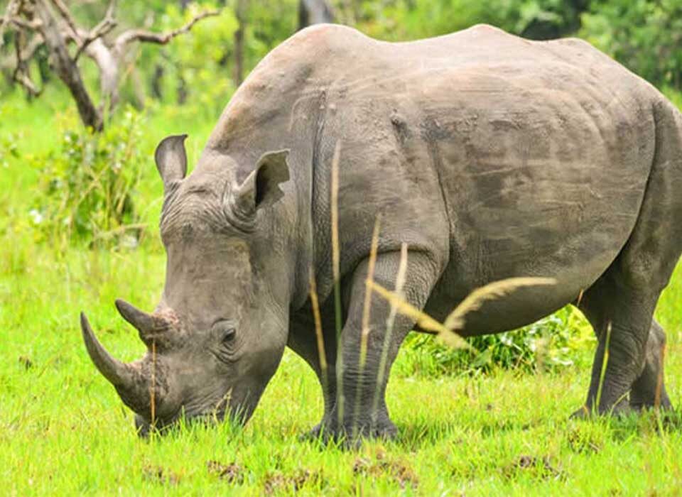 Rhinos in Akagera National Park