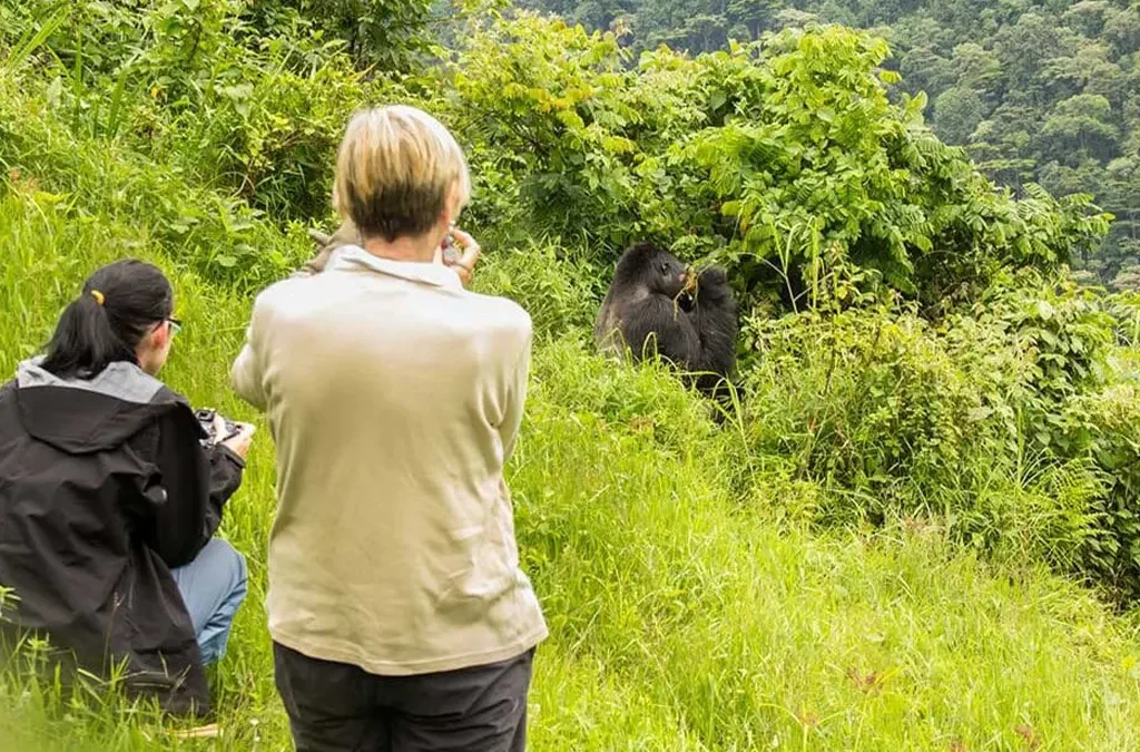 Ruhija Gorilla Trekking Sector