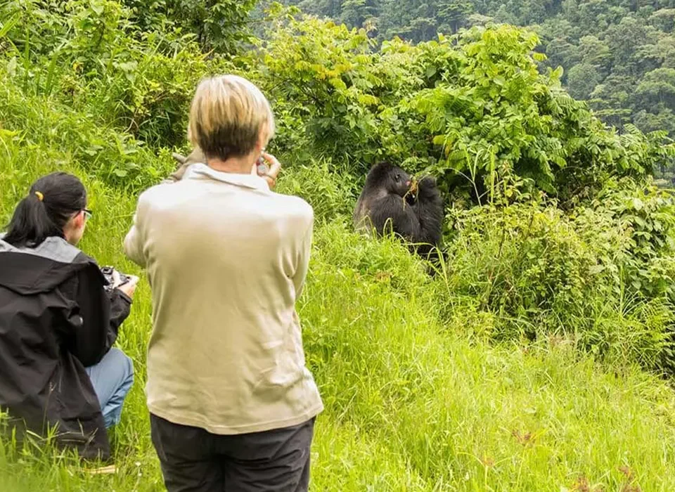 Ruhija Gorilla Trekking Sector