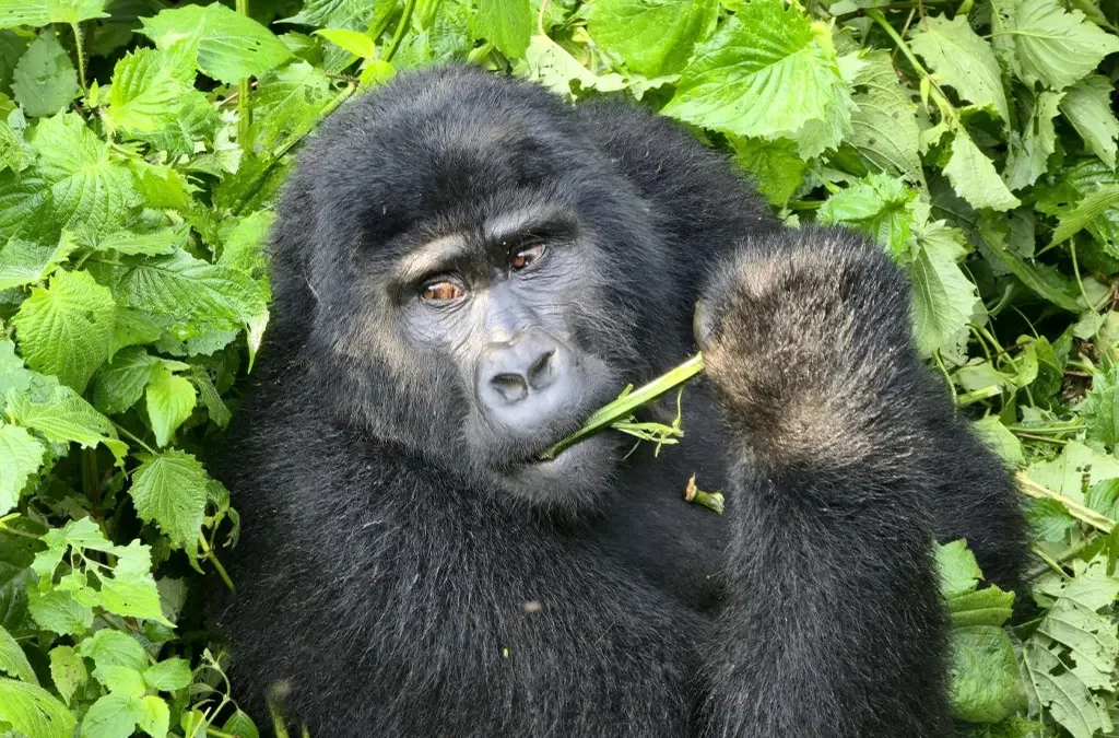 Why Choose Rwanda for Gorilla Trekking?