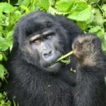 Why Choose Rwanda for Gorilla Trekking?